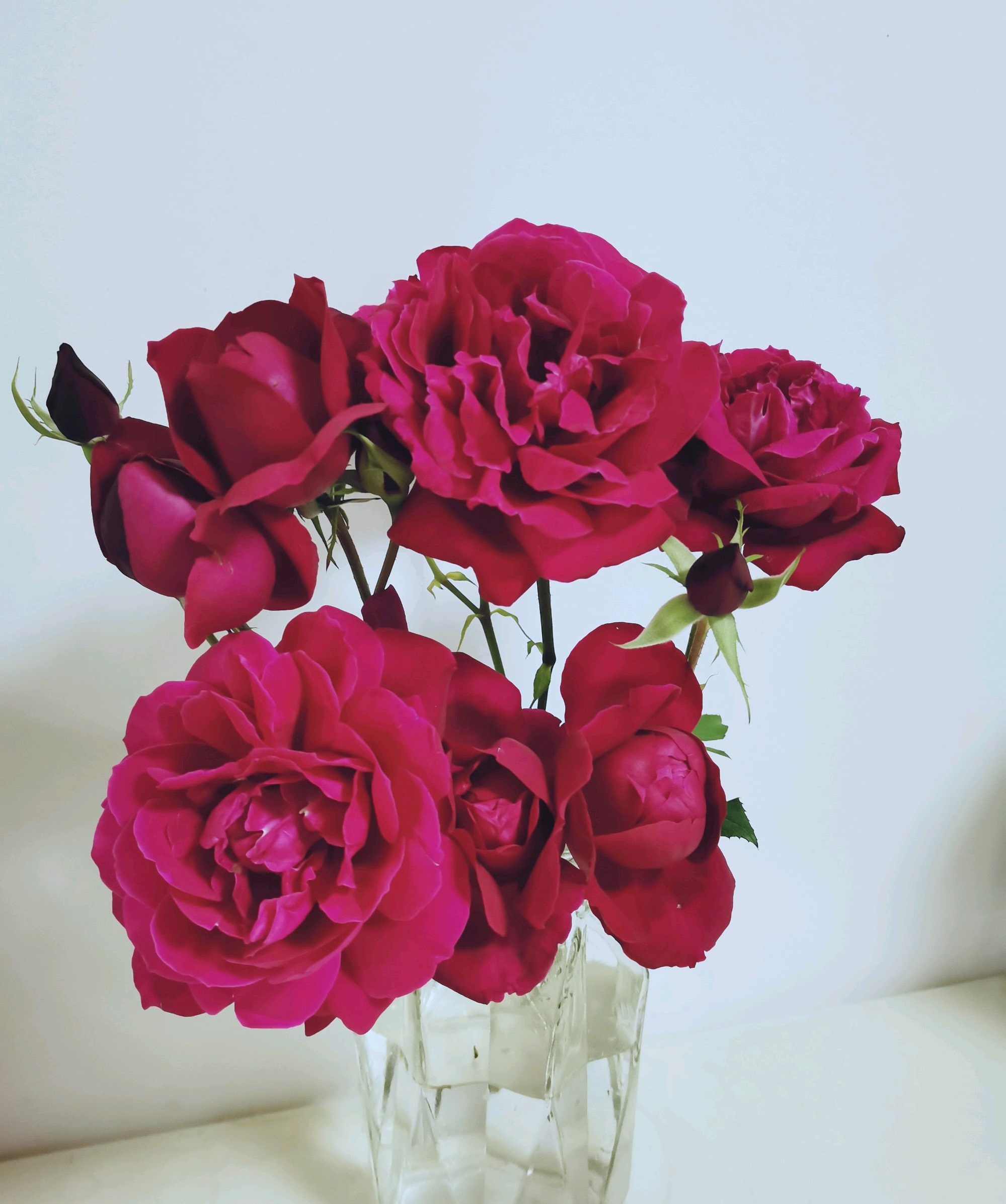 月季花十大经典品种分享,十大公认最香的四季月季