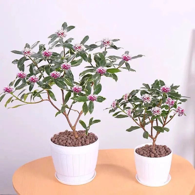 养花人最值得养的十二种花，一种花一种风华，你家养了几种？