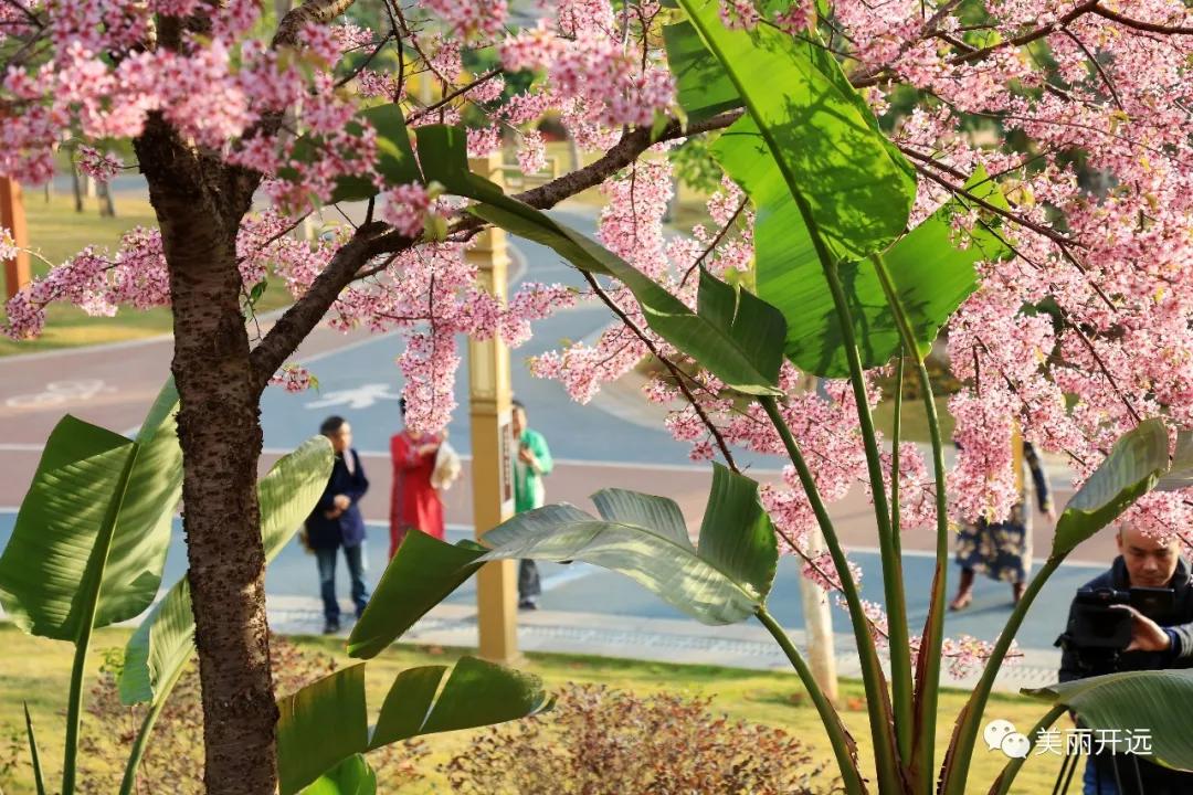 山水为证——走出一条具有开远特色的生态转型之路