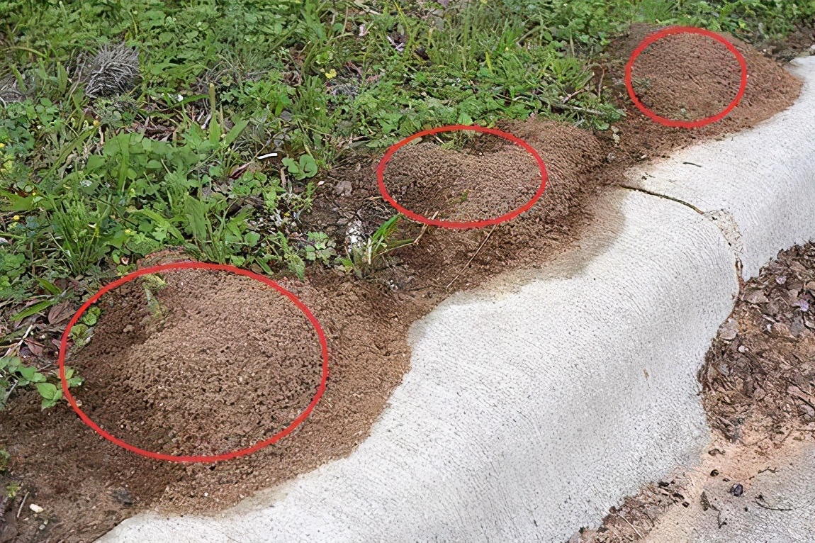 红火蚁侵入时的毒性是什么程度,红火蚁已入侵12省份专家支招