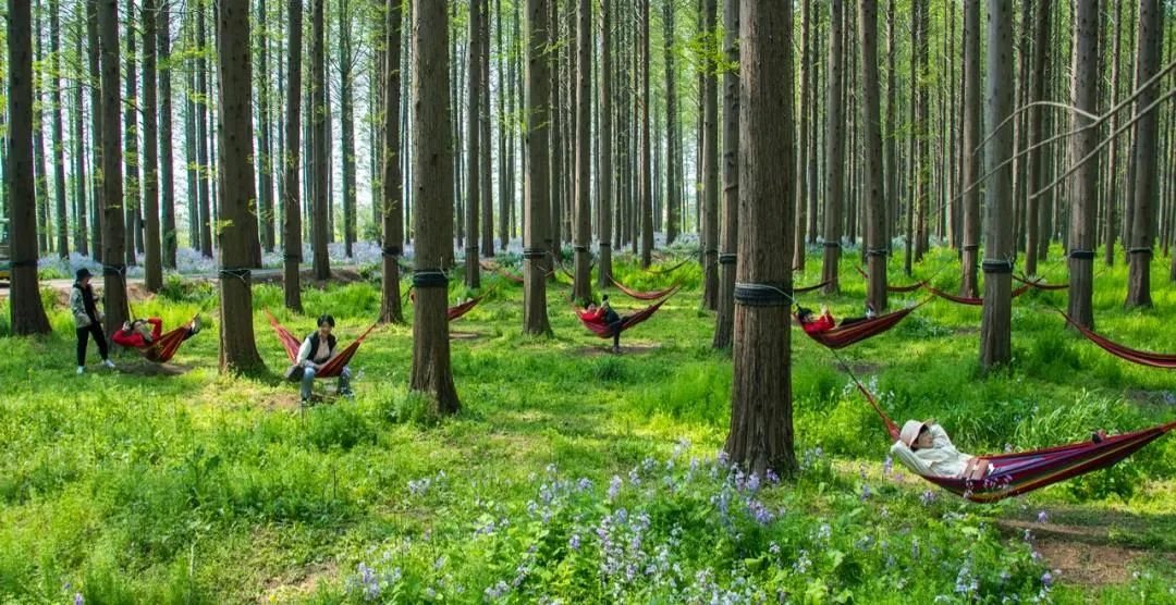 森氧之地,秋游必选!金湖万亩水上森林,真的别有趣味