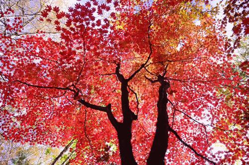 这个吉林特产,贼解秋燥!