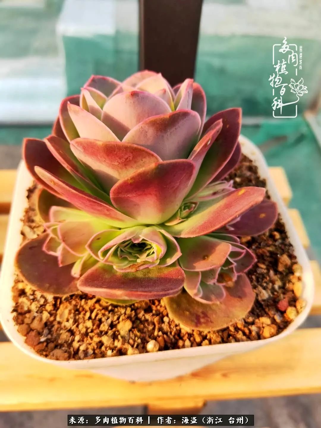 独爱玫瑰与法师！解密金老板和他的屋顶御花园