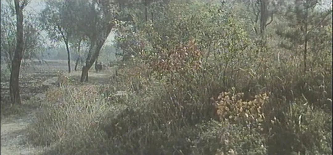 36年前国产动画片,36年前最火的一部国产电影