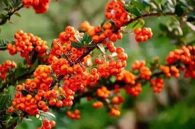 沙棘排毒效果副作用,沙棘袋排毒祛湿