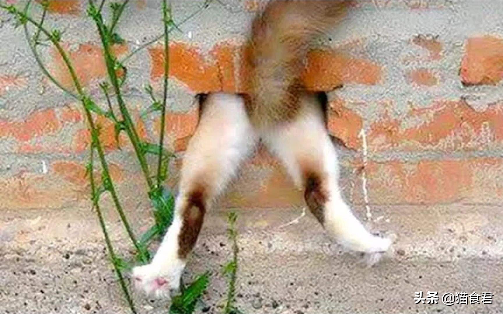 劝养猫的人别养两只猫,劝养猫的朋友都别养两只猫