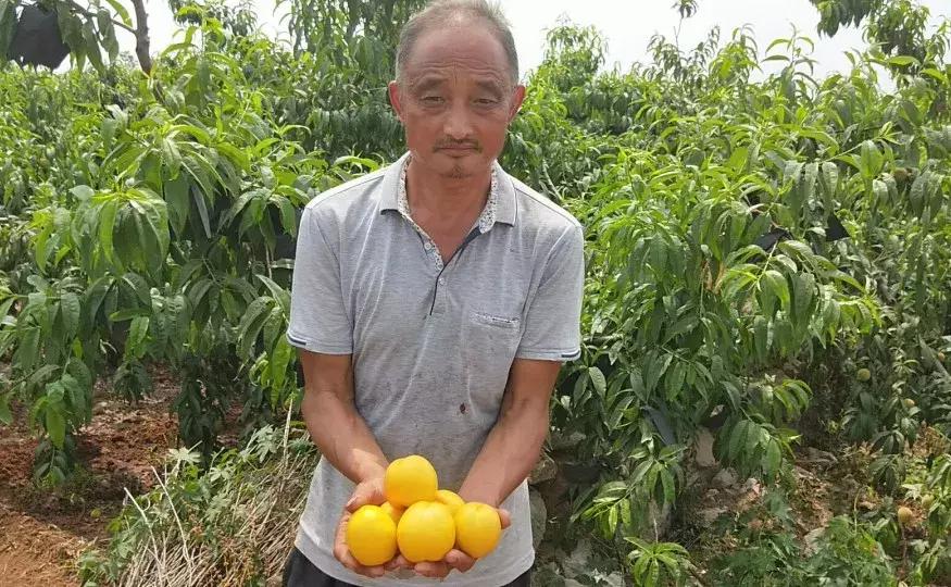 不是仙桃，胜似仙桃！甜、香、鲜的桃界新宠，老人小孩超爱吃