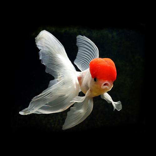 新手养金鱼品种首选,新手养金鱼什么品种好养