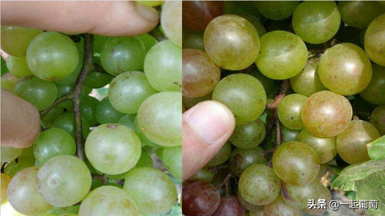 葡萄园常见病虫害及防治方法,葡萄园虫害消灭方法