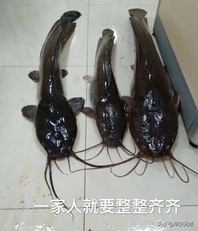 塘鲺鱼的克星,鱼塘塘鲺鱼钓饵