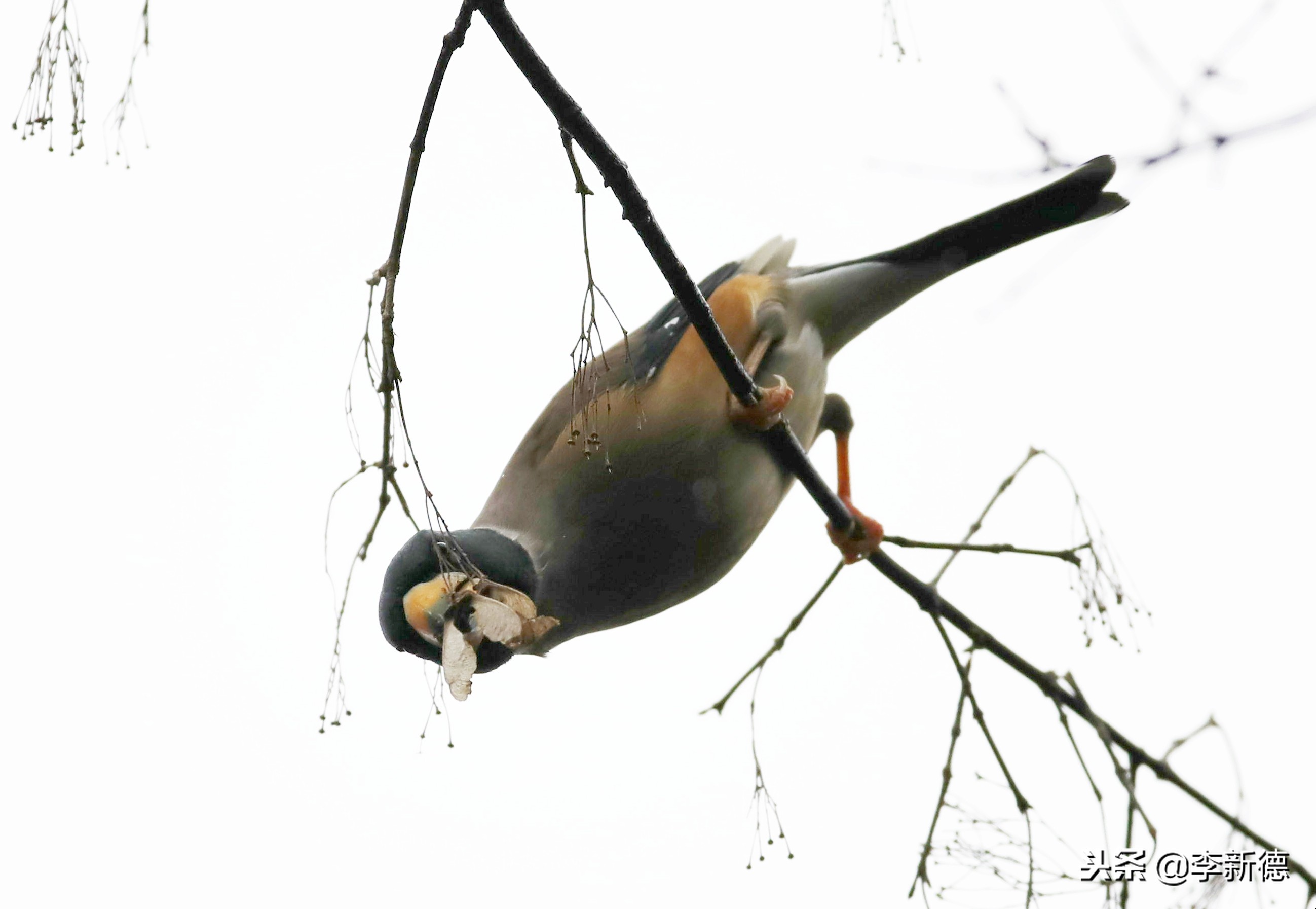 合肥望江西路蜀峰湾,合肥蜀峰湾有什么鸟