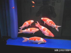 锦鲤新鱼入缸水为什么变浑了,锦鲤新鱼入缸的正确方法