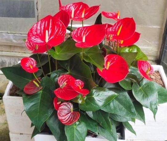 红掌叶子枯黄了怎么办小妙招,红掌叶还没出来就枯黄了什么原因