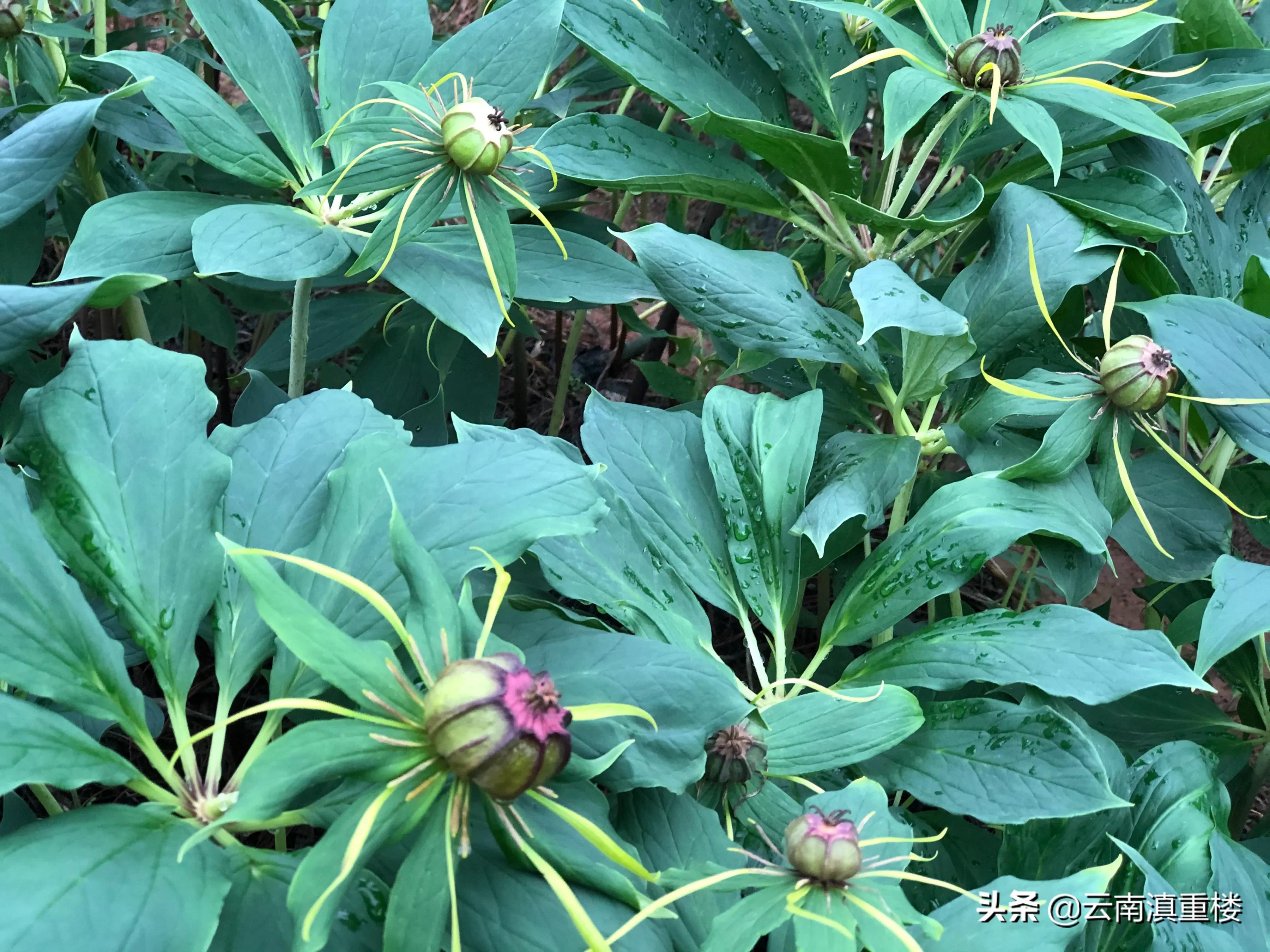 农村1种“蛇草”,叶片1层接1层,就像宝塔一样,人称“重楼”