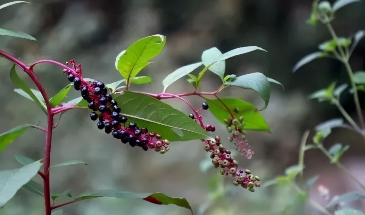 野外常见有毒植物科普,野外哪些植物有毒