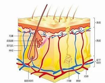 艾滋病是否通过蚊子传染,蚊子拍出血会传染艾滋病吗