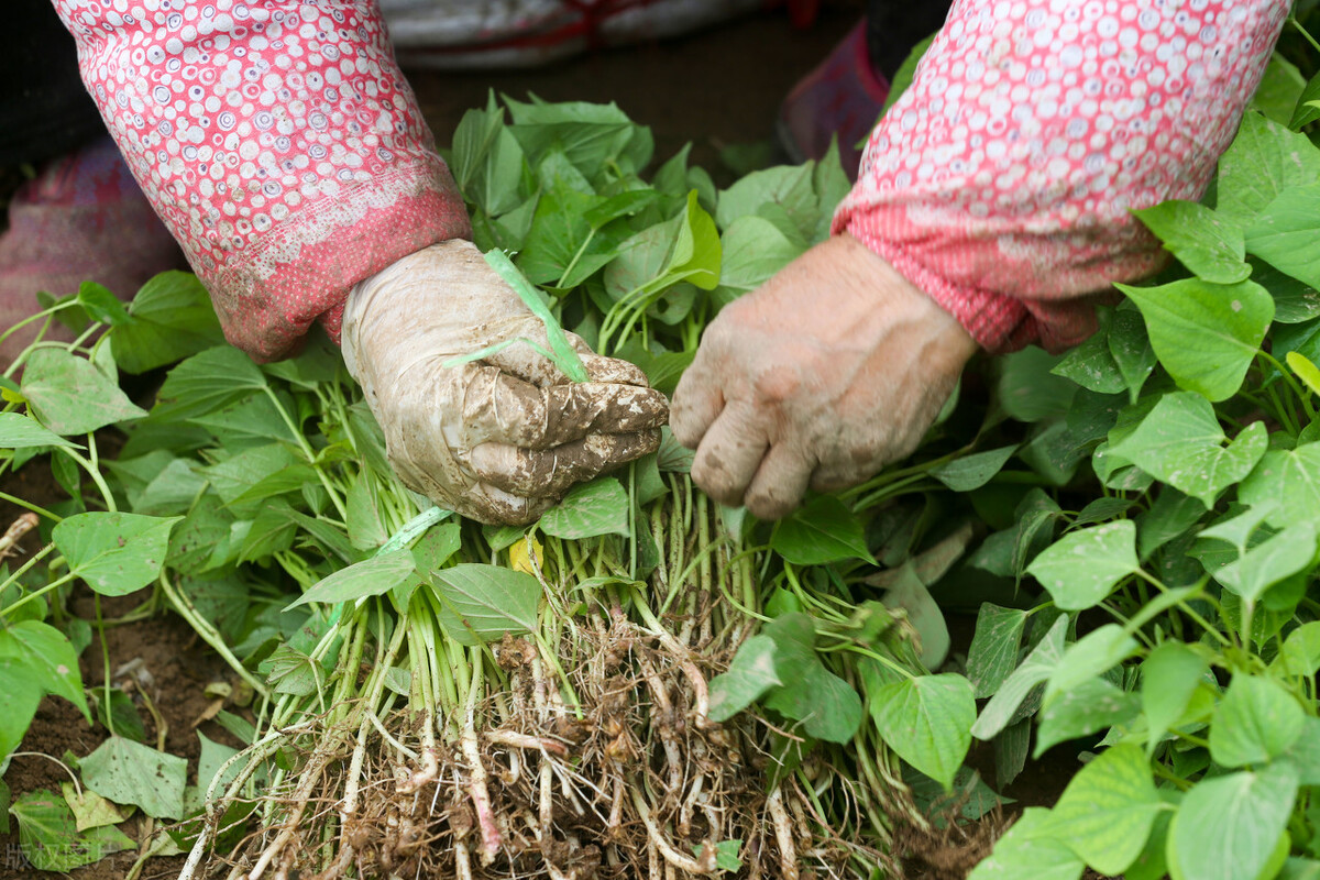 红薯一般怎么种秧苗,红薯怎么种才高产