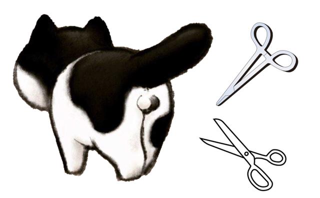 为什么要打完疫苗才能给宠物绝育,为什么这么多人都想给宠物做绝育