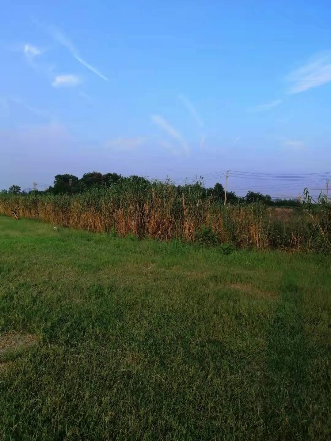 江心洲,一个景色秀丽的夹江岛,岛上的叠加和联排值得买吗?