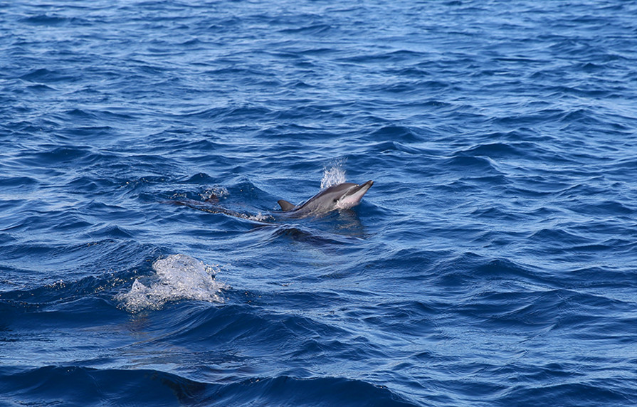 毛里求斯惬意之旅,毛里求斯旅行体验