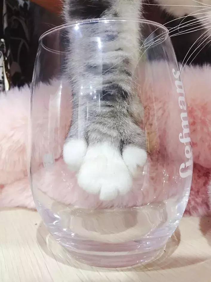 福利社|别抢咯，进来领猫爪杯啦！