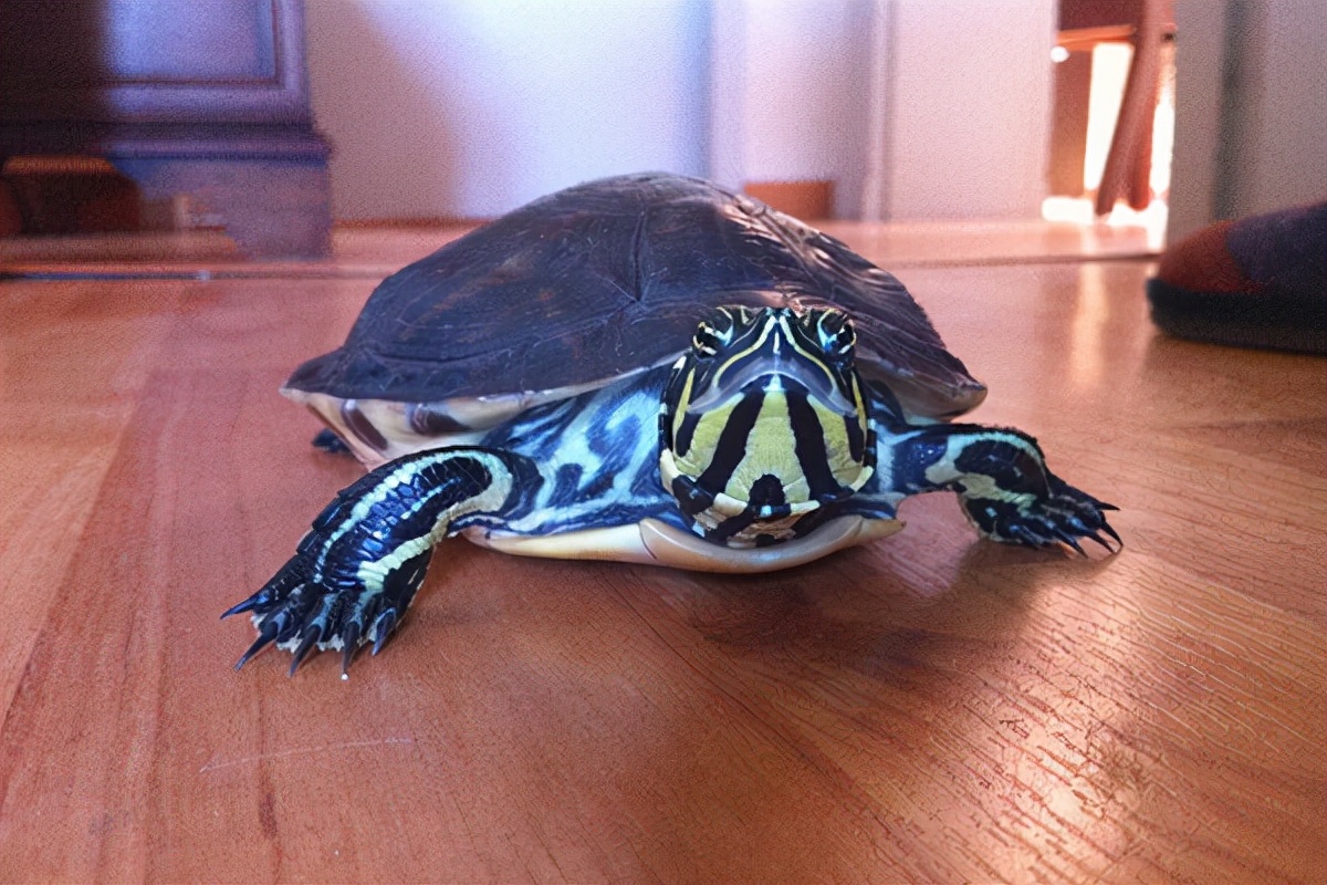 小乌龟怎么饲养龟粮喂多少,乌龟喂龟粮多久喂一次食物