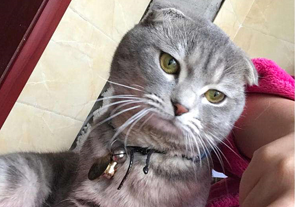 猫咪绝育之后为啥还会乱尿,猫咪绝育之后会不自信吗