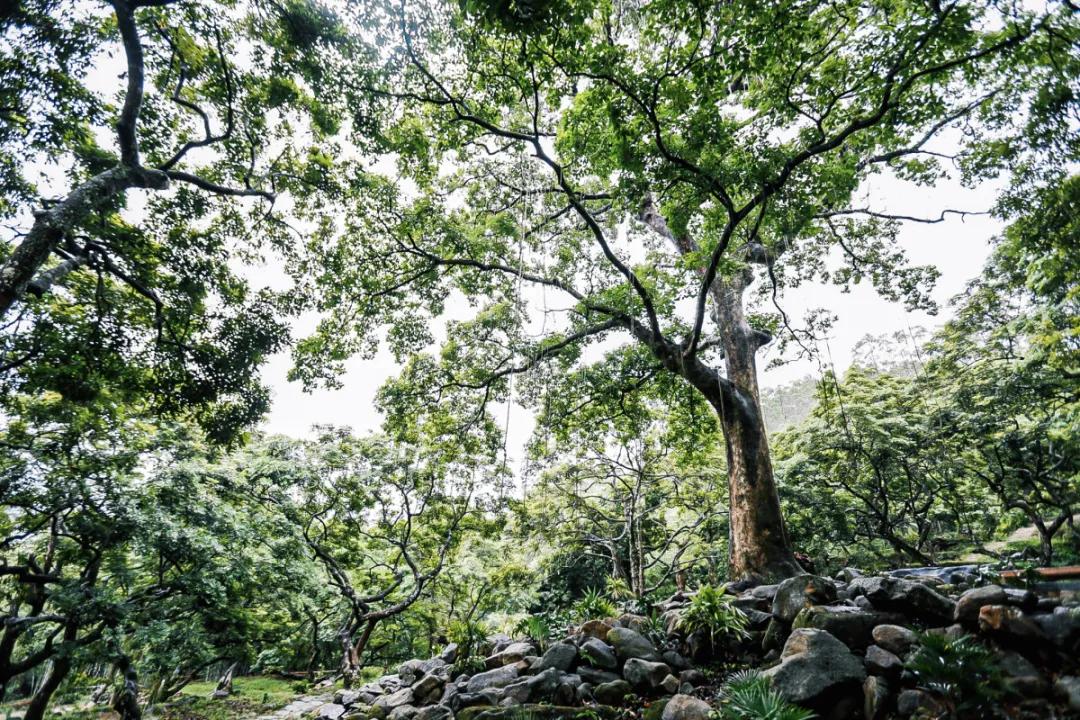 在大山深处幽静绝美的村落,深藏大山中的村落