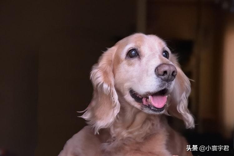 如何用宠物创业开店,创业加盟宠物用品店如何