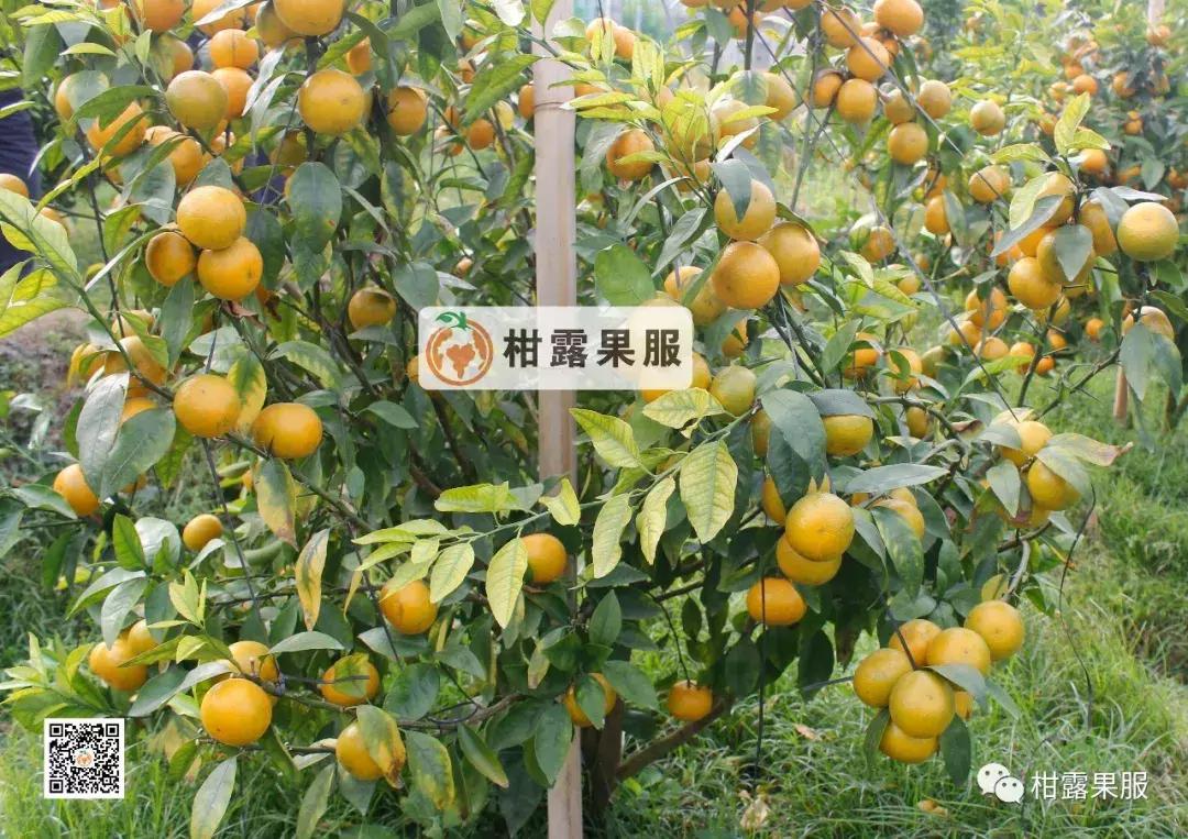 开春有什么好方法,开春除虫