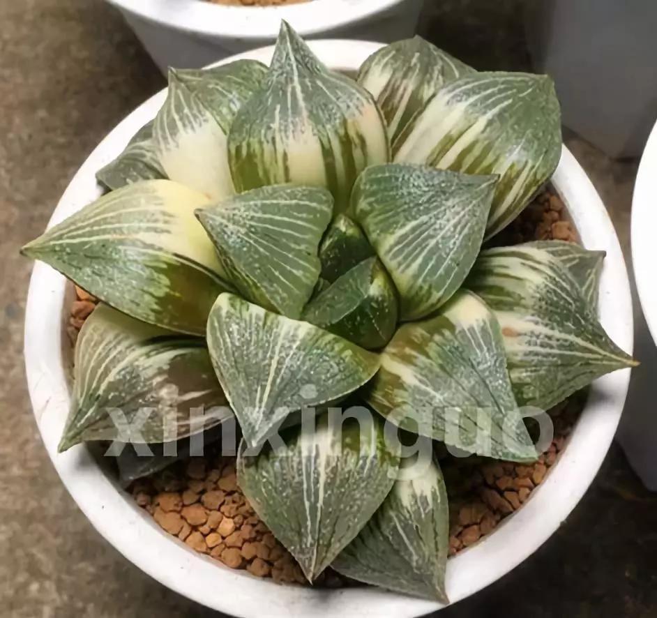 郭氏---台湾行之李瑞斌大棚及布楚礼多肉植物园游记