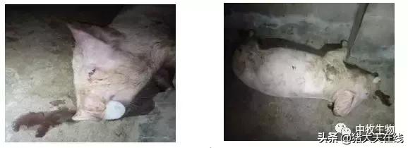 口蹄疫疫苗出现应激反应怎么办,接种流感疫苗后的不良反应