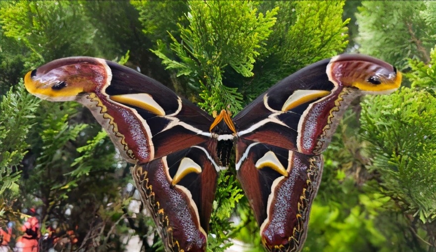 头顶“双蛇头”!巨型飞蛾在云南现身,展翅后比知名博主的脸还大