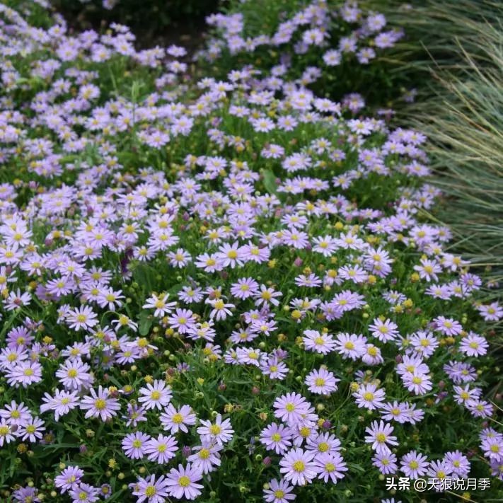 盘点每个世界第一关最强的植物,有哪些可以卡无敌的植物