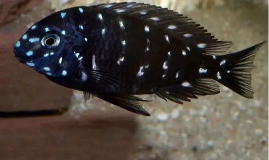 大马水族专营三湖慈鲷,三湖慈鲷鱼的饲养方法