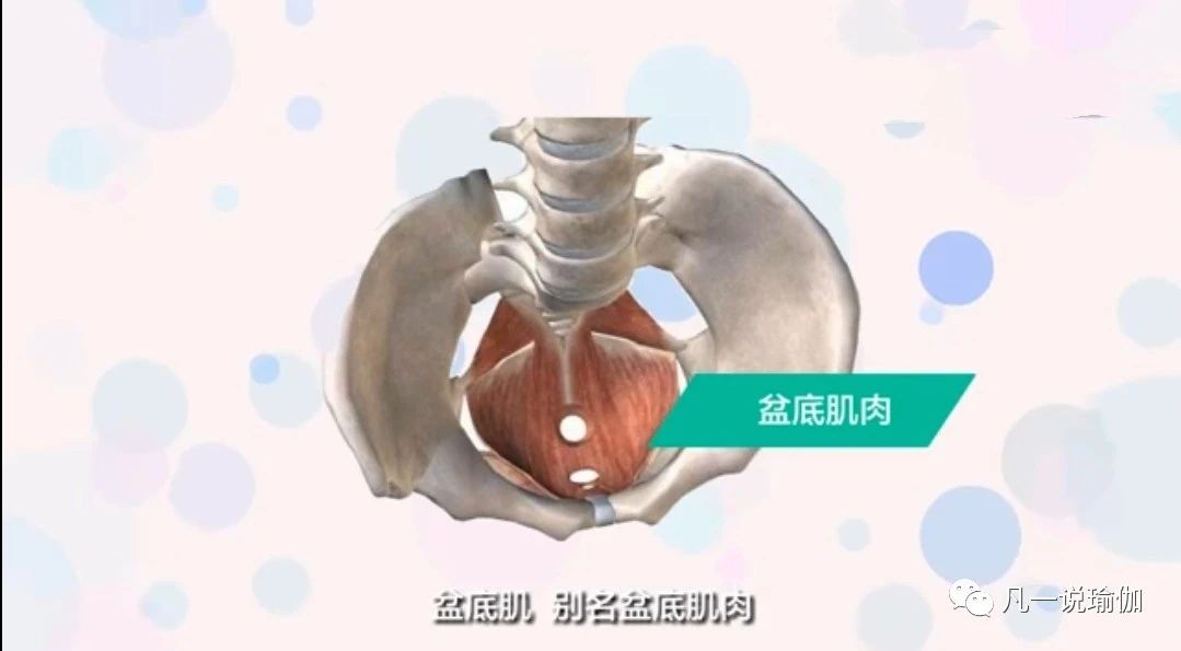 瑜伽修复盆底肌的桥式,瑜伽修复盆底肌桥式