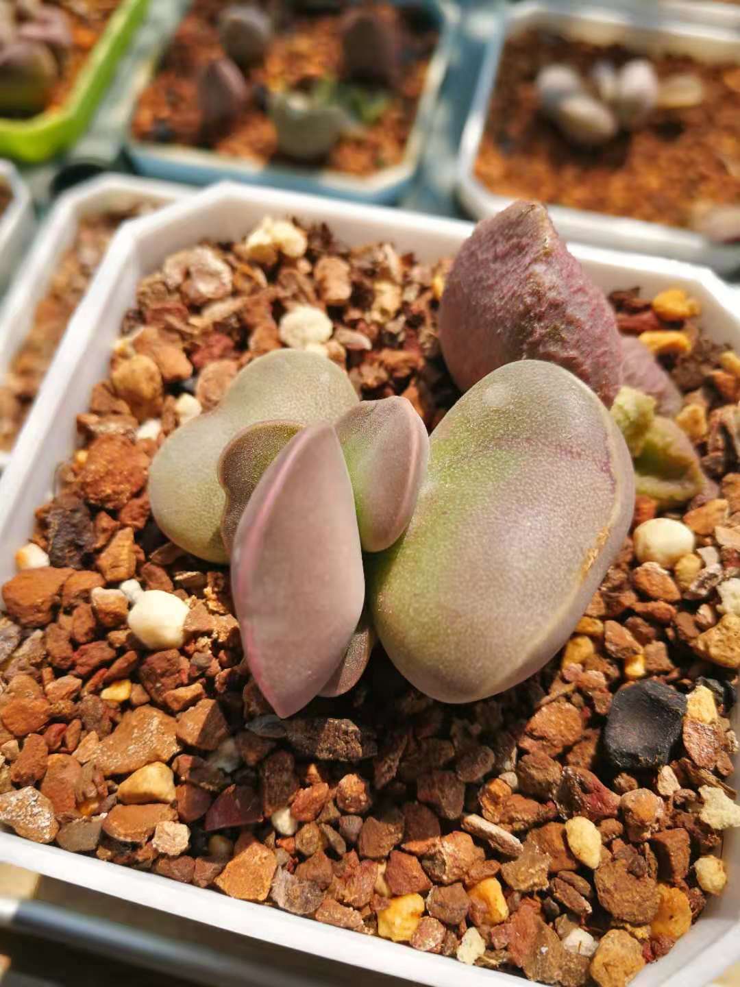 全部水泡类多肉,水泡多肉耐冻不