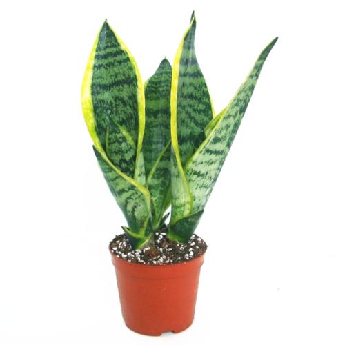 虎皮兰银脉能吸甲醛吗,金边虎皮兰吸收甲醛吗