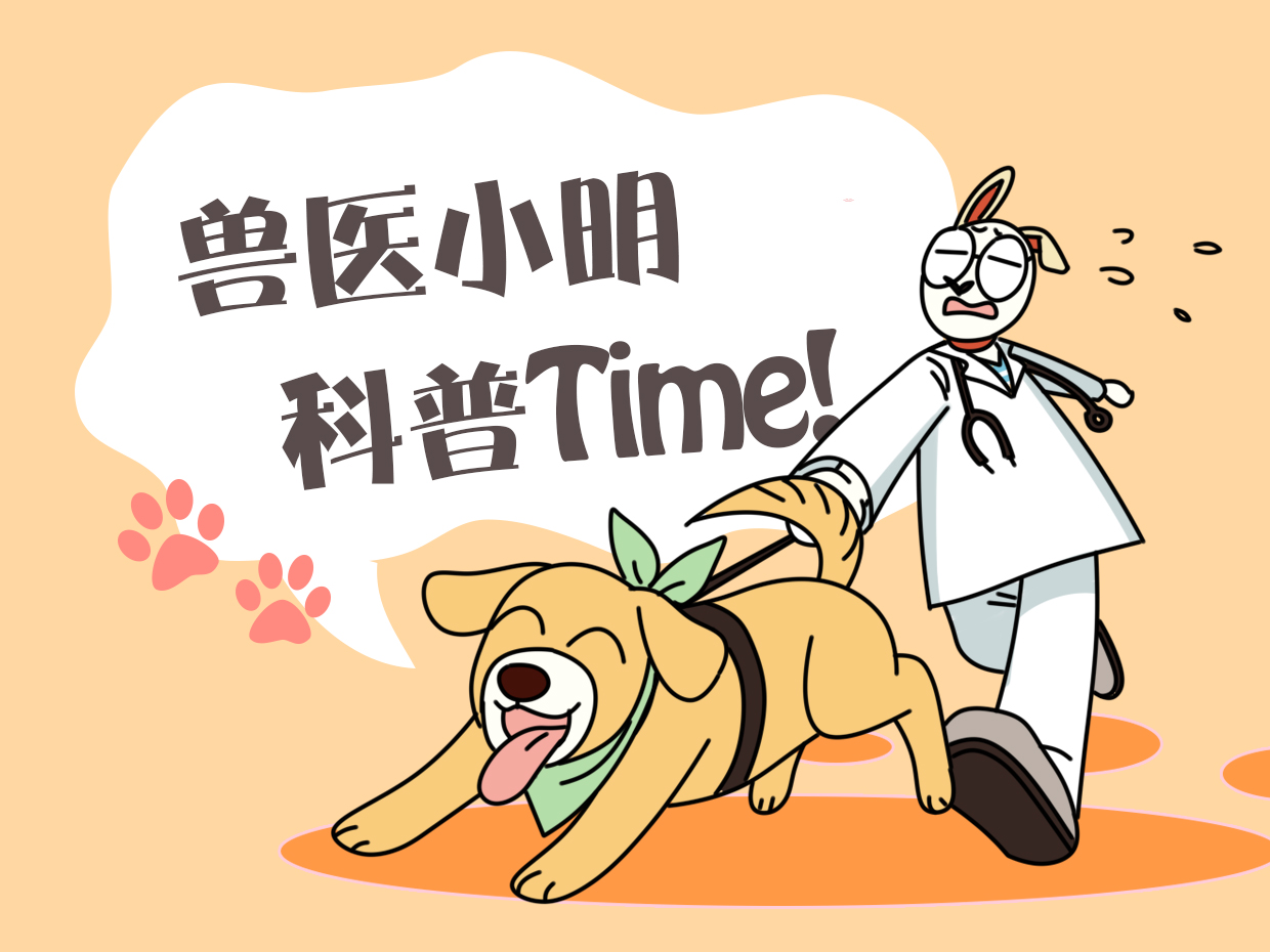 拉布拉多全生小奶狗,拉布拉多狗子生小奶狗