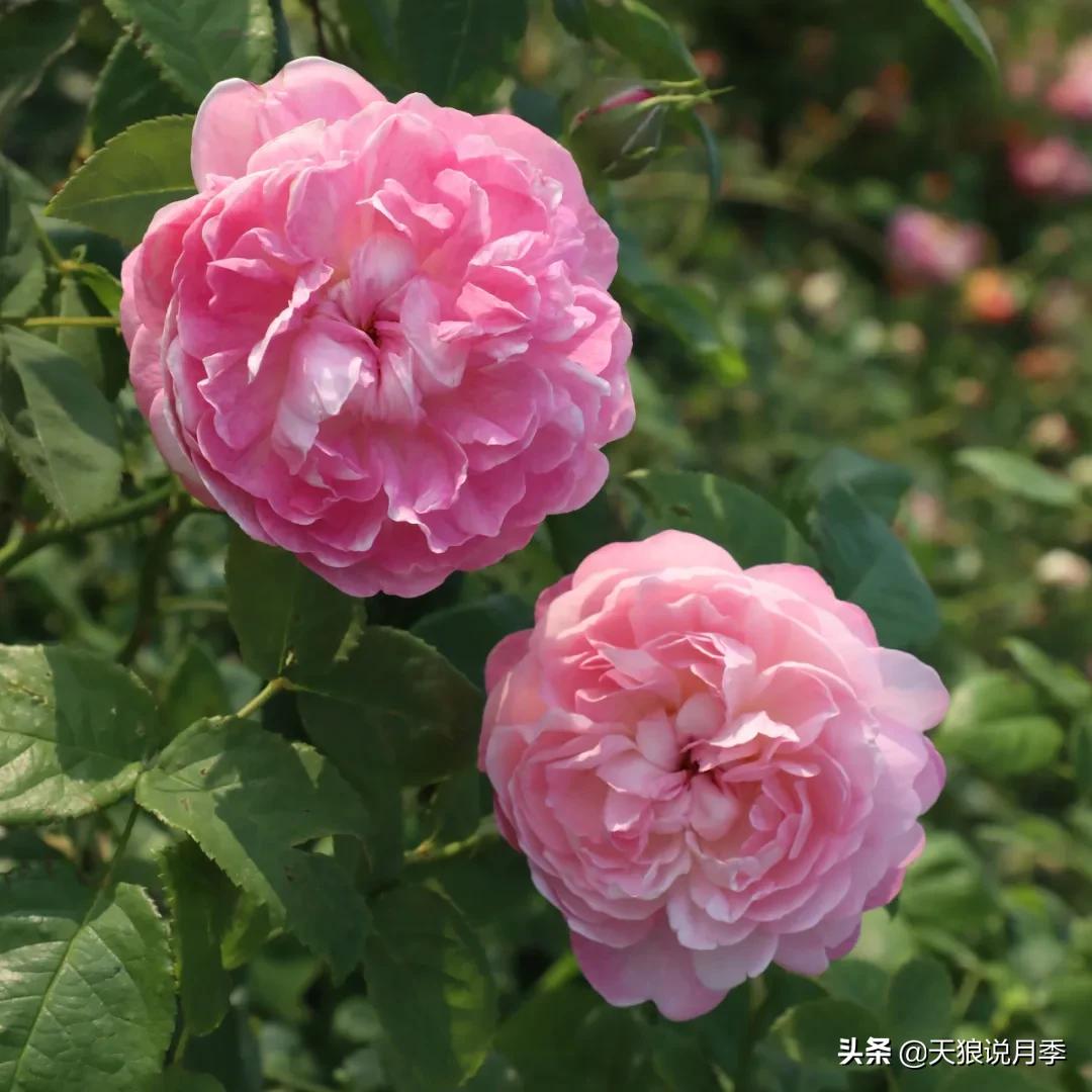 不容易，天狼自育终于打折了！空蒙只要50不到！