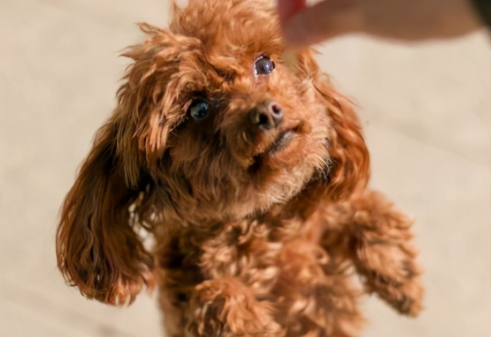 投喂狗狗的后果,喂食狗狗的禁忌