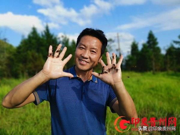 杨蓉鸿:镇宁大山深处喂养野蜂的苗家人