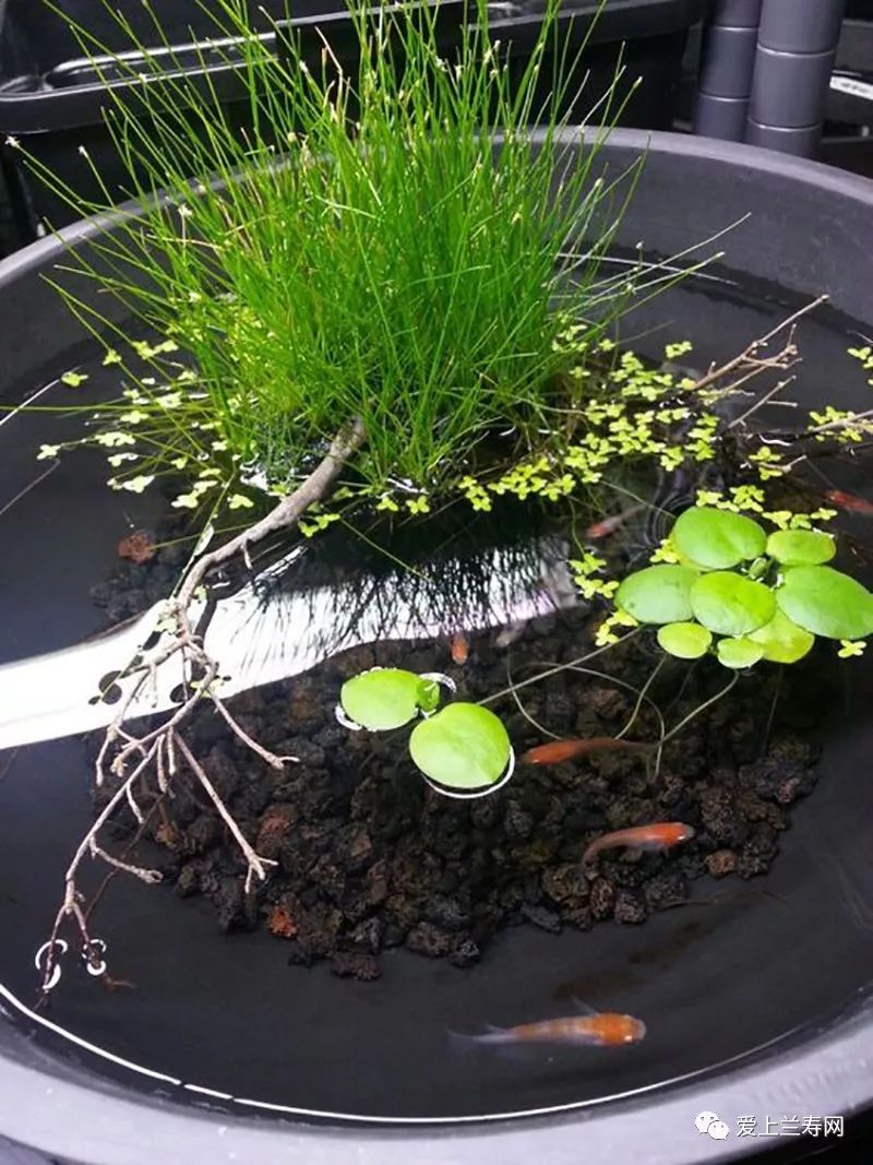 鱼缸五十种鱼,家庭鱼缸养什么鱼更容易存活