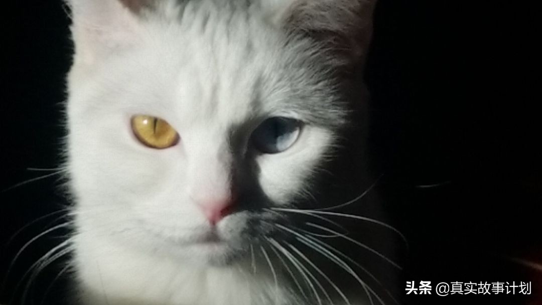 养猫真实故事,负债养猫的真实事例