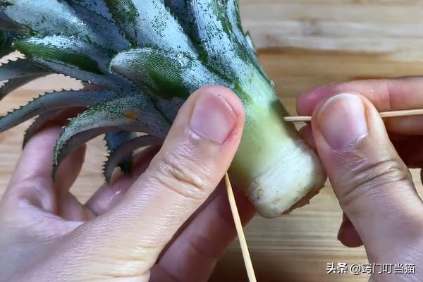 菠萝吃剩的菠萝头应该怎么处理,菠萝头扔掉太可惜留在家