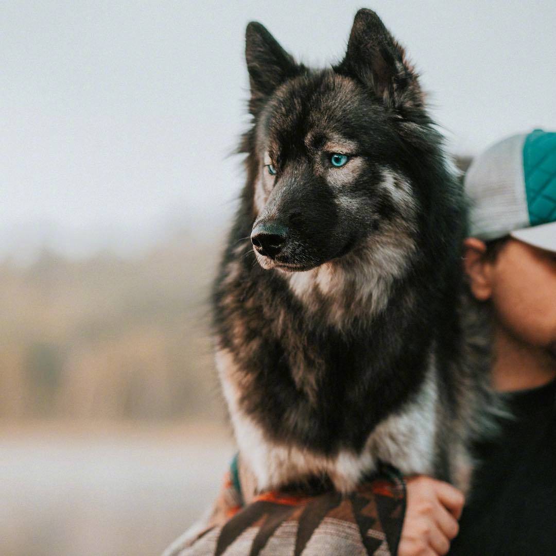 哈士奇狗狗的头绘画,金毛狗狗绘画图片