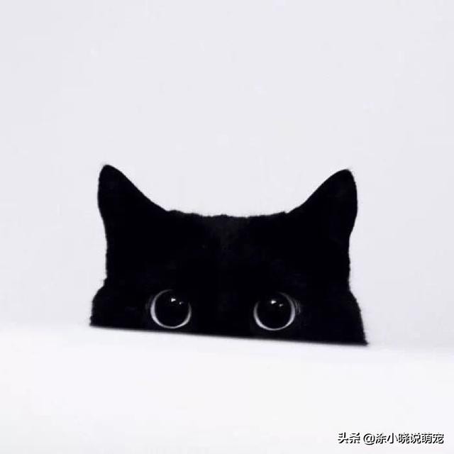 为什么在家给狗狗洗澡容易皮肤病,频繁给狗狗洗澡的危害