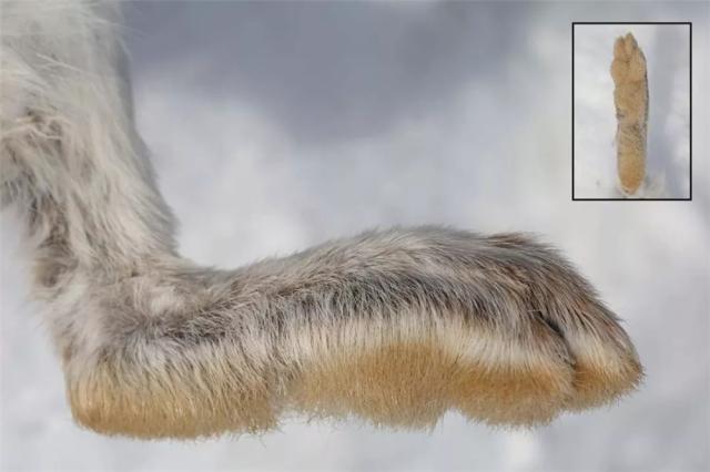 北极有一只兔子,北极有兔子