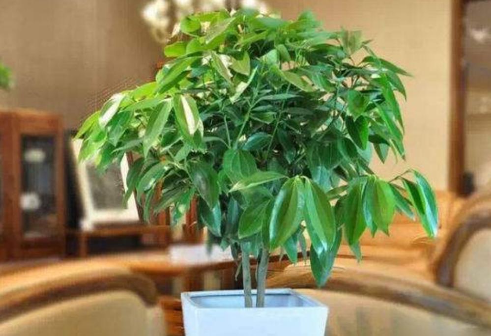 平安树叶子下垂枯萎发蔫怎么办,平安树叶子下垂发蔫干枯怎么办