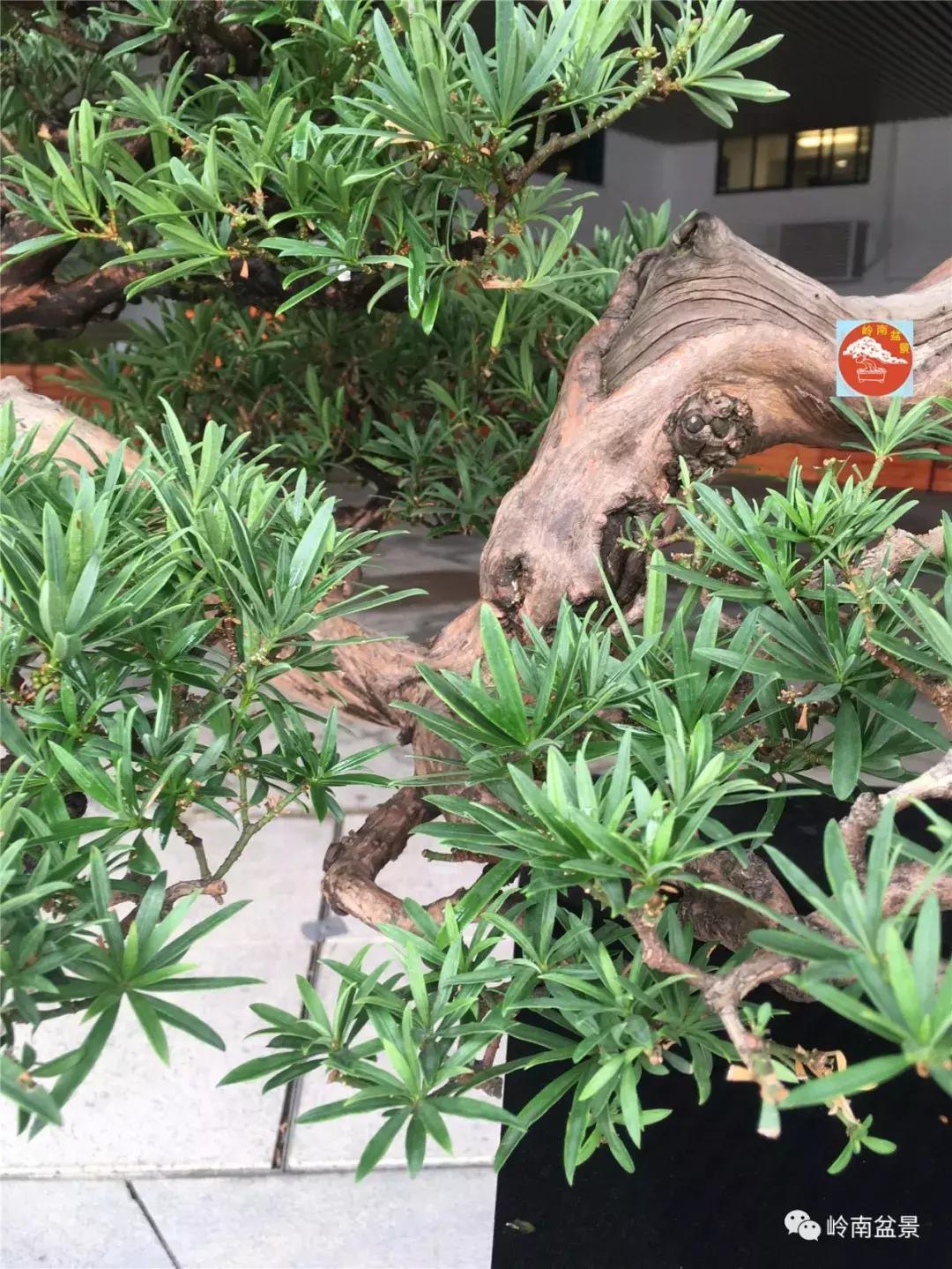 造型极美的盆景一起来欣赏,一组风吹出来的盆景欣赏动感十足